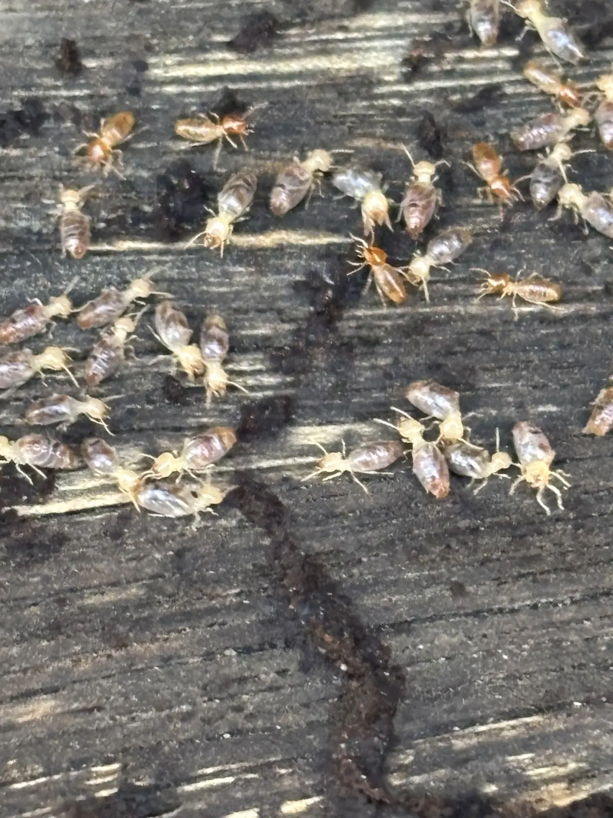 Live termites found in timber during a residential inspection